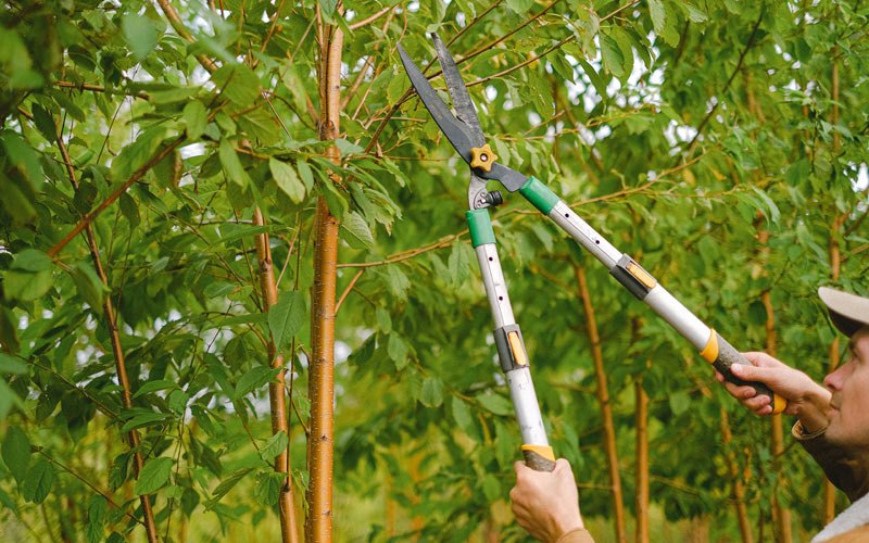 Tree trimming in Woodbury, VT