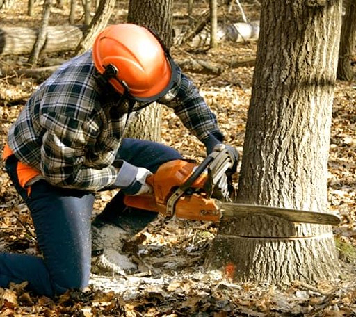 Tree Removal in Woodbury, VT